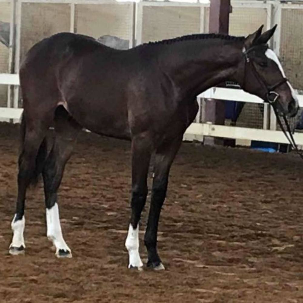 Meet your Posher, Jake